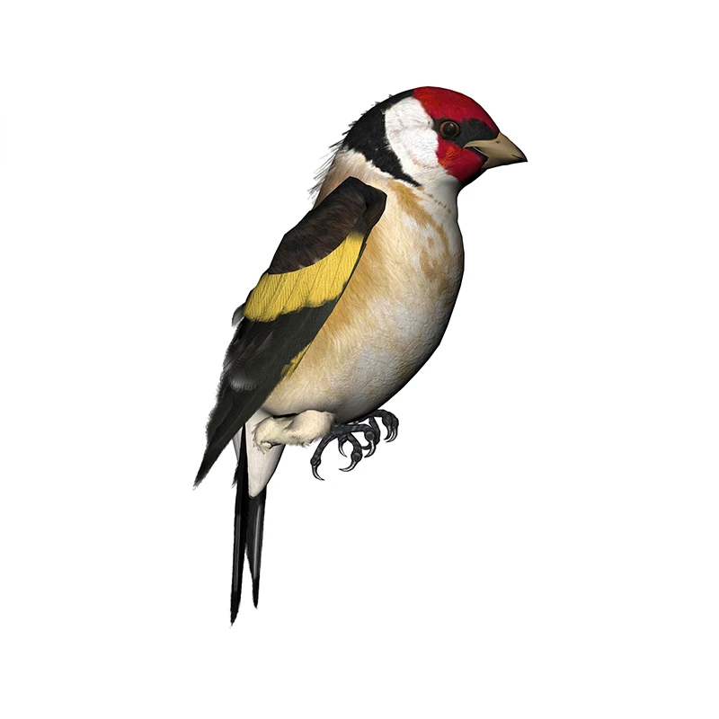 New Design for Tinsel Finches  – обзор и цена Weight Plate Bumper